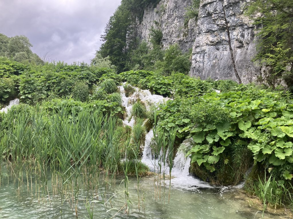 Greenery growing over rock formations in the national park.