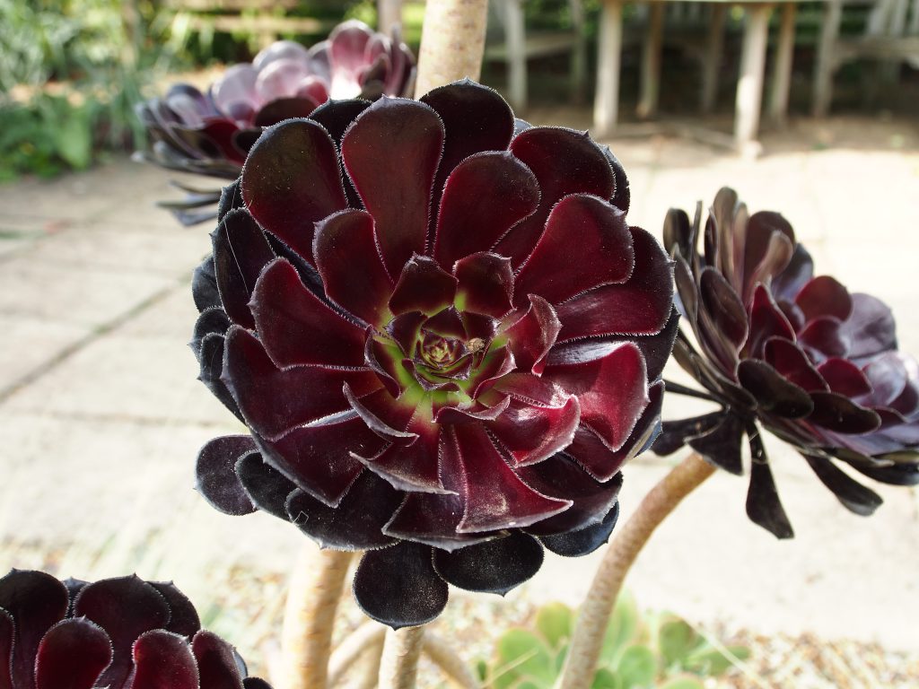Dark purple succulent .
