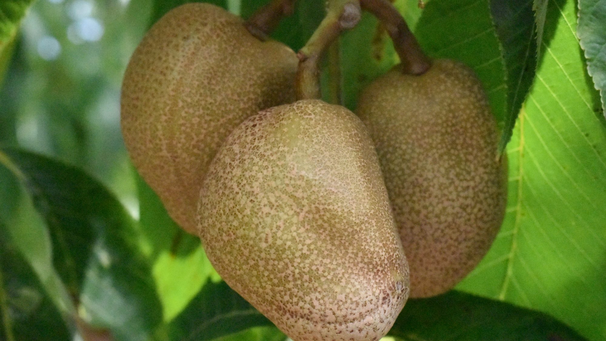 Smooth husked, irregular chestnuts.