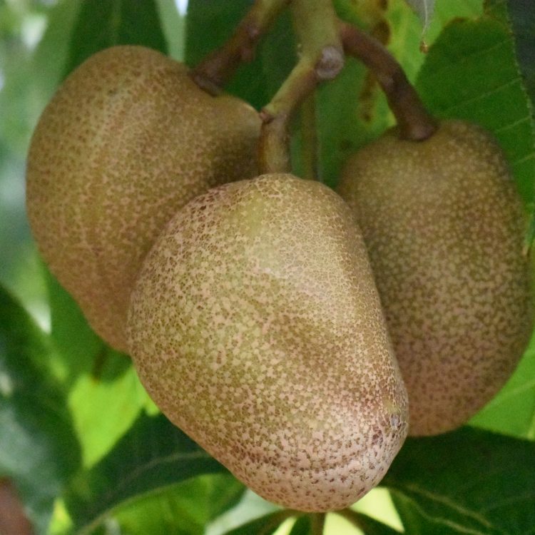 Aesculus flava
