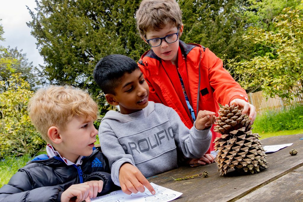 Three young boys looking at a giant pinecone