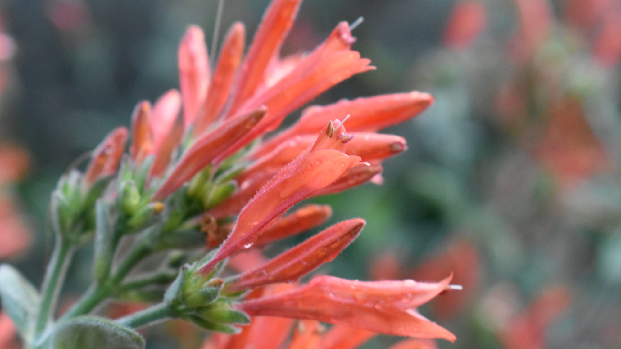 Flower head of orange tubular flowers.
