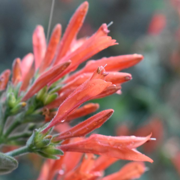 Dicliptera squarrosa