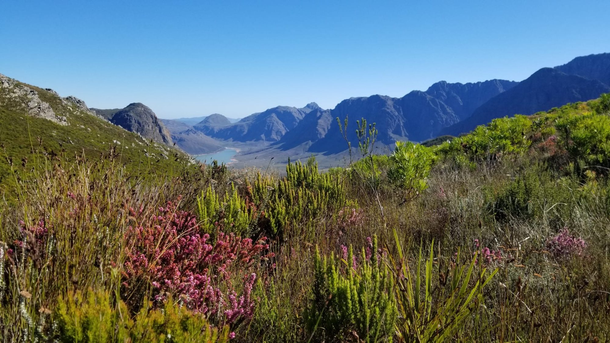 view of a mountainous valley with green and pink shrubs in the foreground then a lake and hills in the distance