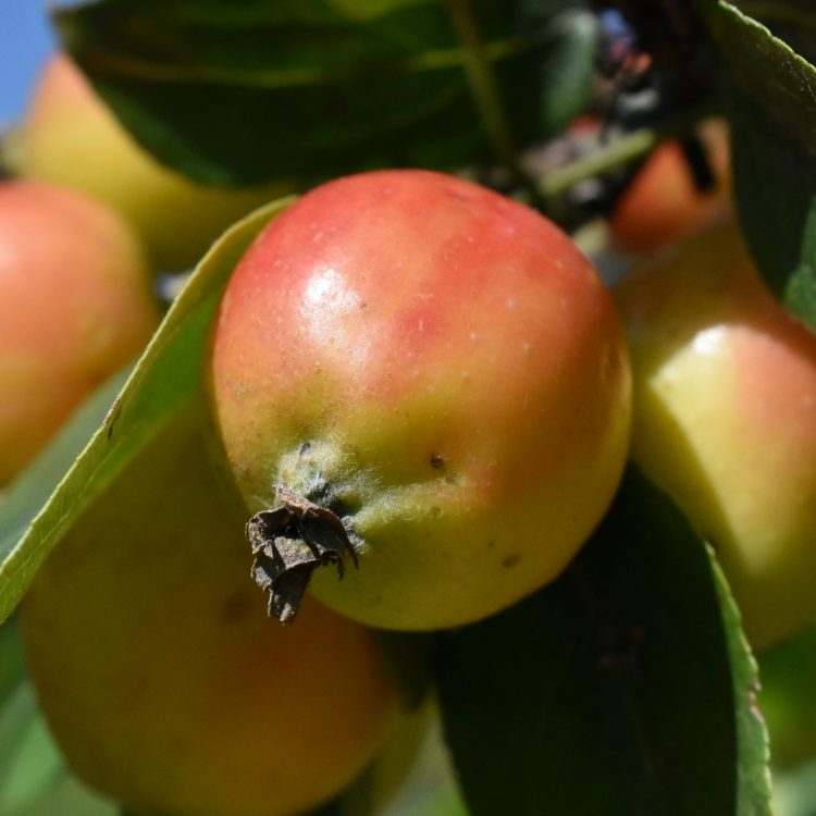 Malus ‘John Downie’