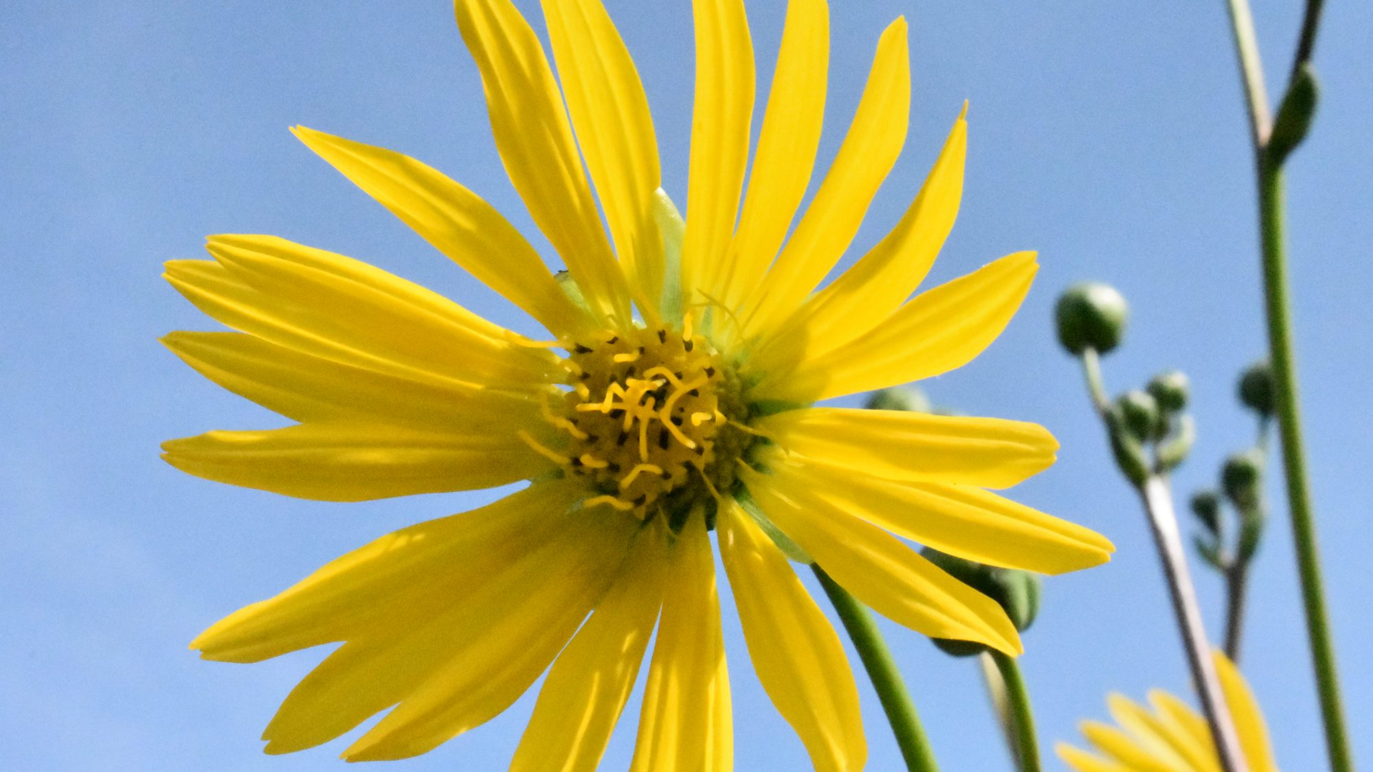 Open yellow daisy against blue sky.