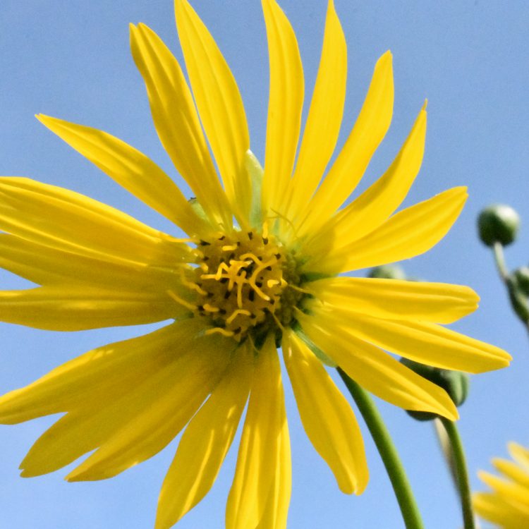 Silphium terebinthaceum