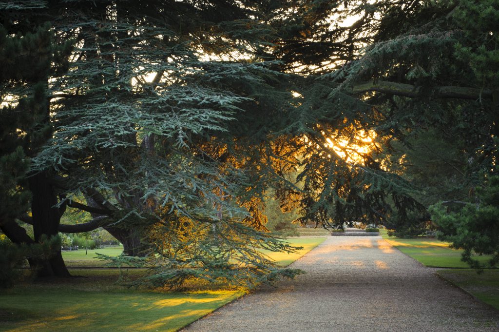 The sunset shining through the branches of a large tree