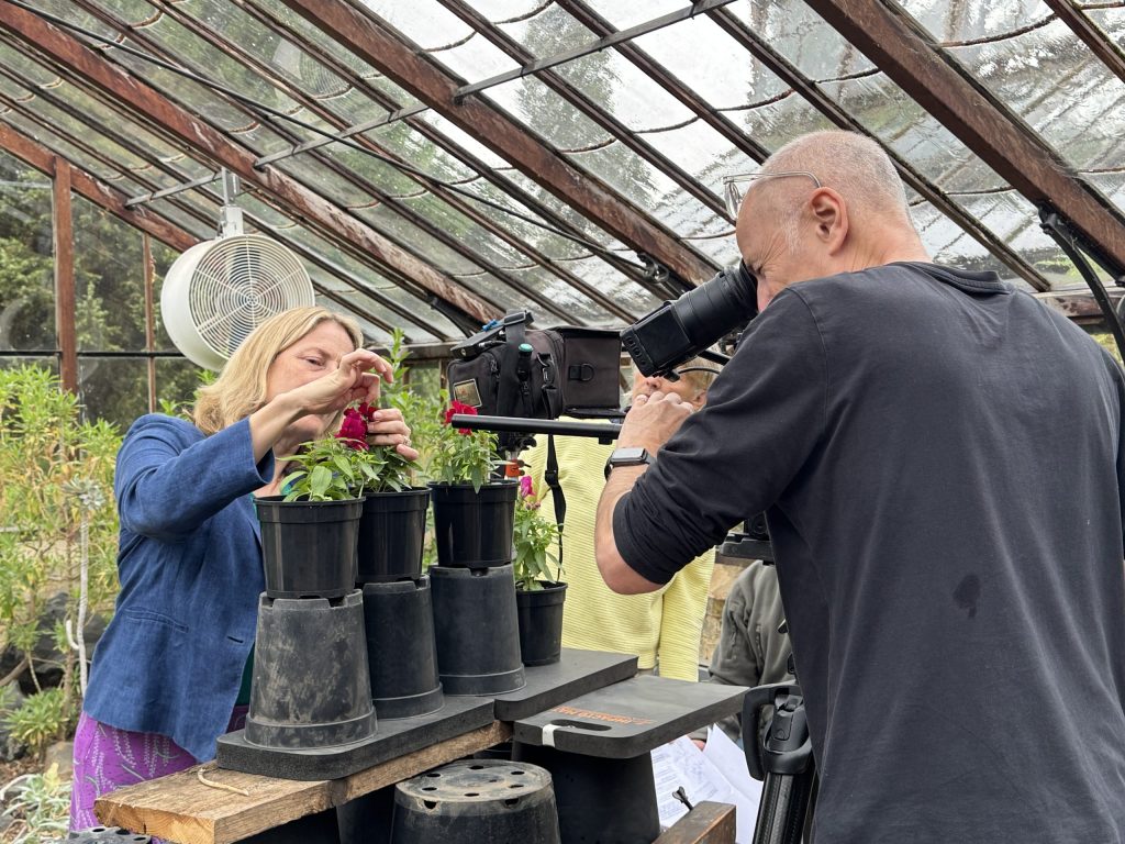 CUBG Director, Beverley Glover, with a cameraman taking a close up of her looking at a flower