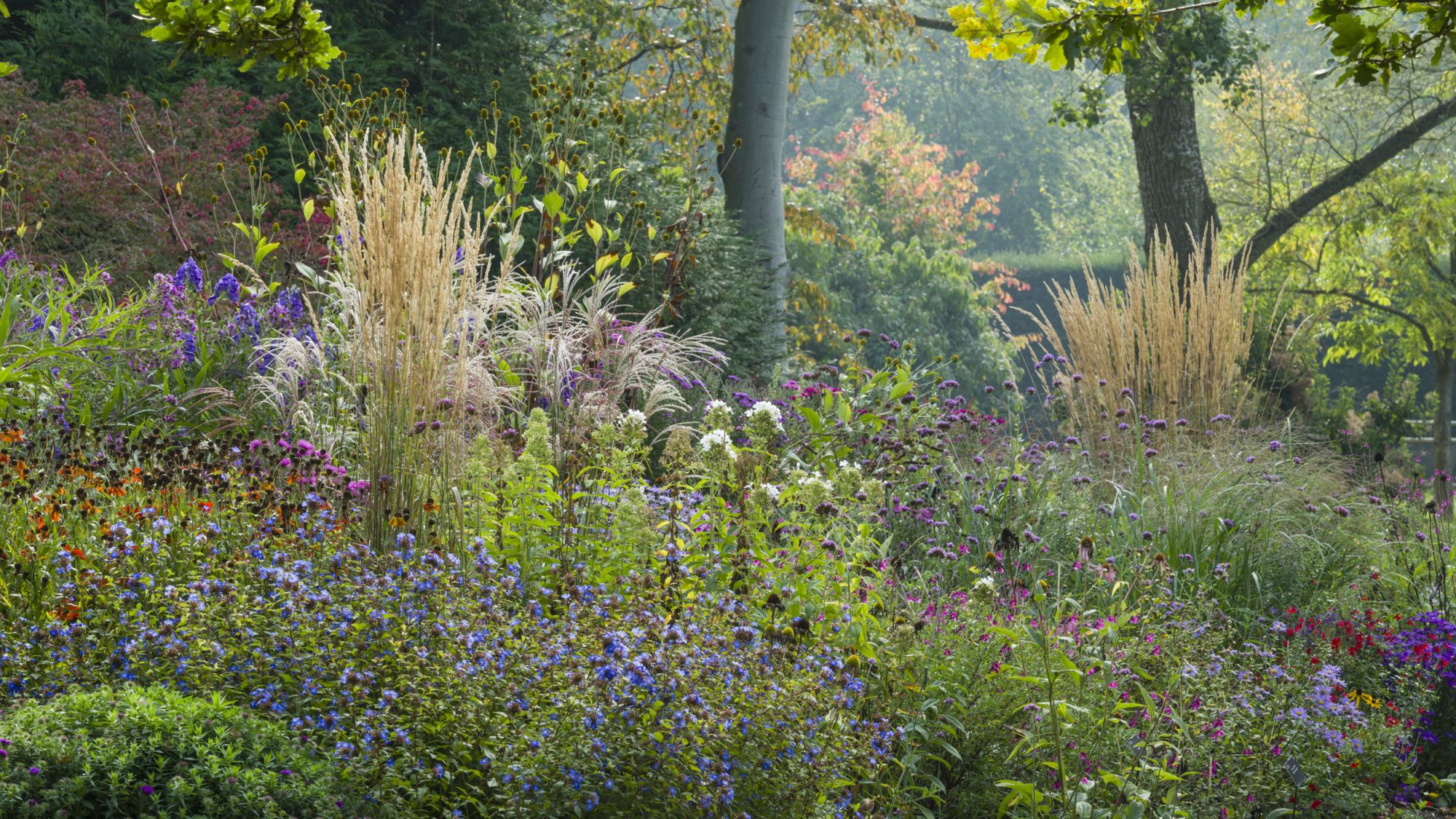 Drifts of mainly purple and red flowers which make up our Bee Borders, surrounded by mature trees with a curving grass mown path