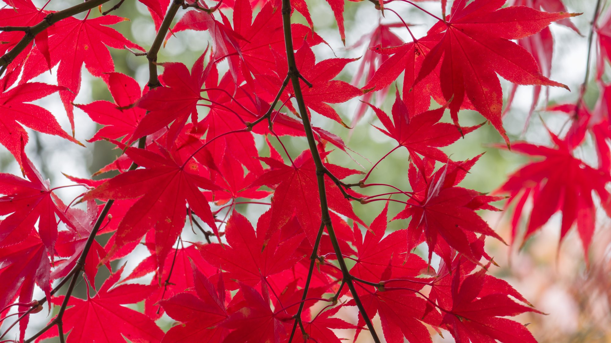 Red acer leaves against a soft focus background
