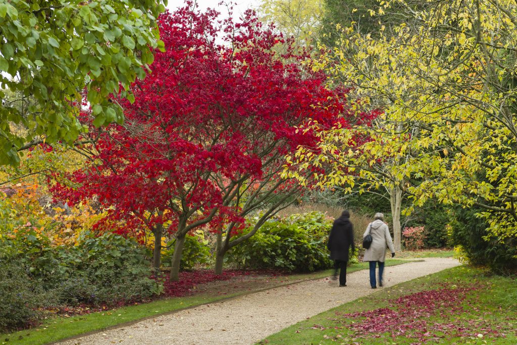 Two people walking along a path away from the camera with a tree in full red Autumn colour in the border to their left