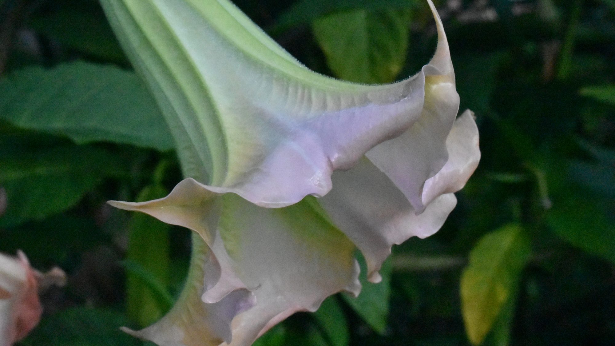 Flared, pale pink trumpet-shaped flower.