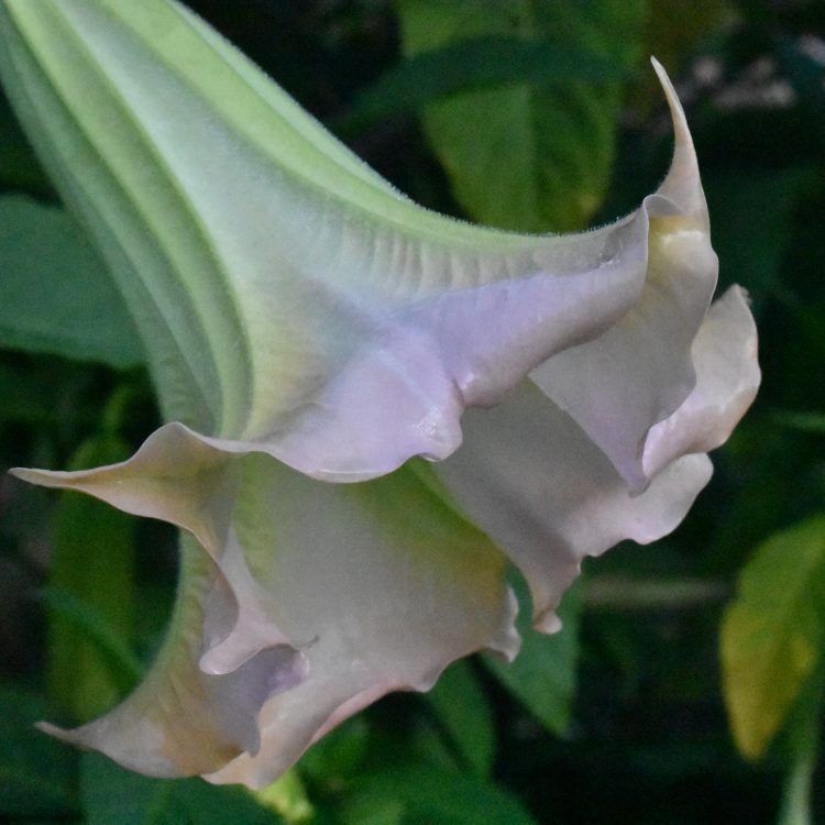 Brugmansia suaveolens