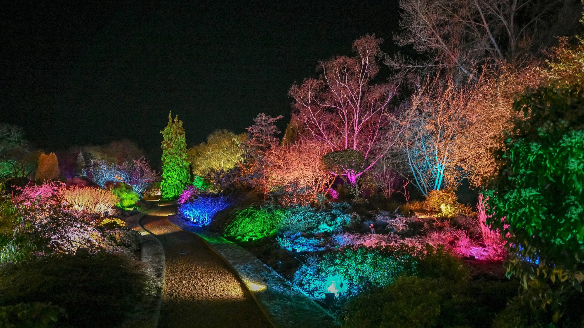 Trees and shrubs lit up wit different coloured lights.
