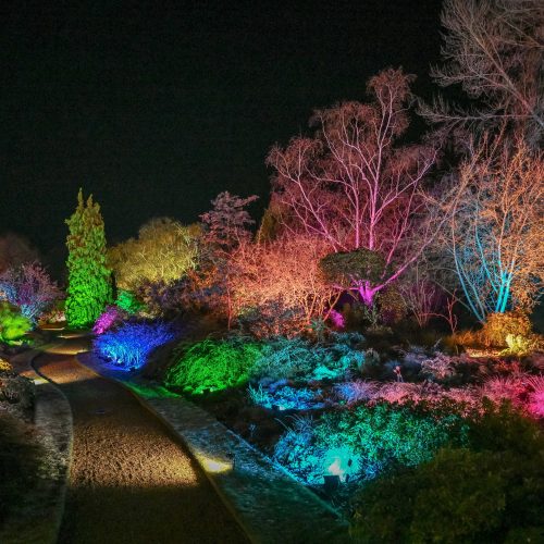 Win four tickets to Cambridge Botanic Lights!