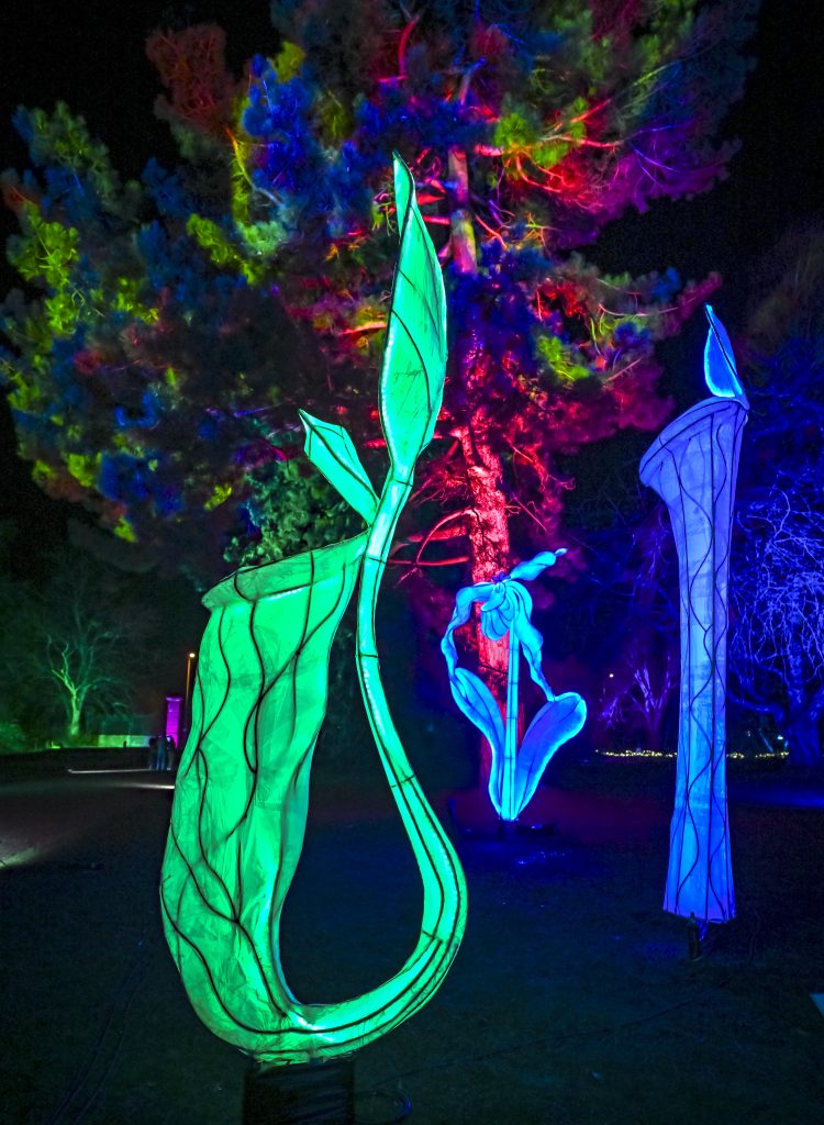 Models of plants illuminated with different coloured lights, surrounded by trees.