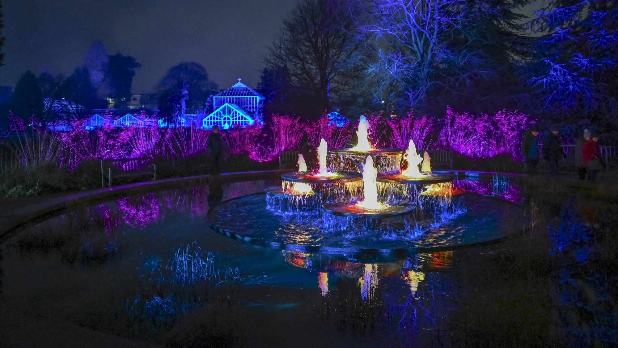 A view of the lake with coloured water lilies and trees illuminated in different colours.
