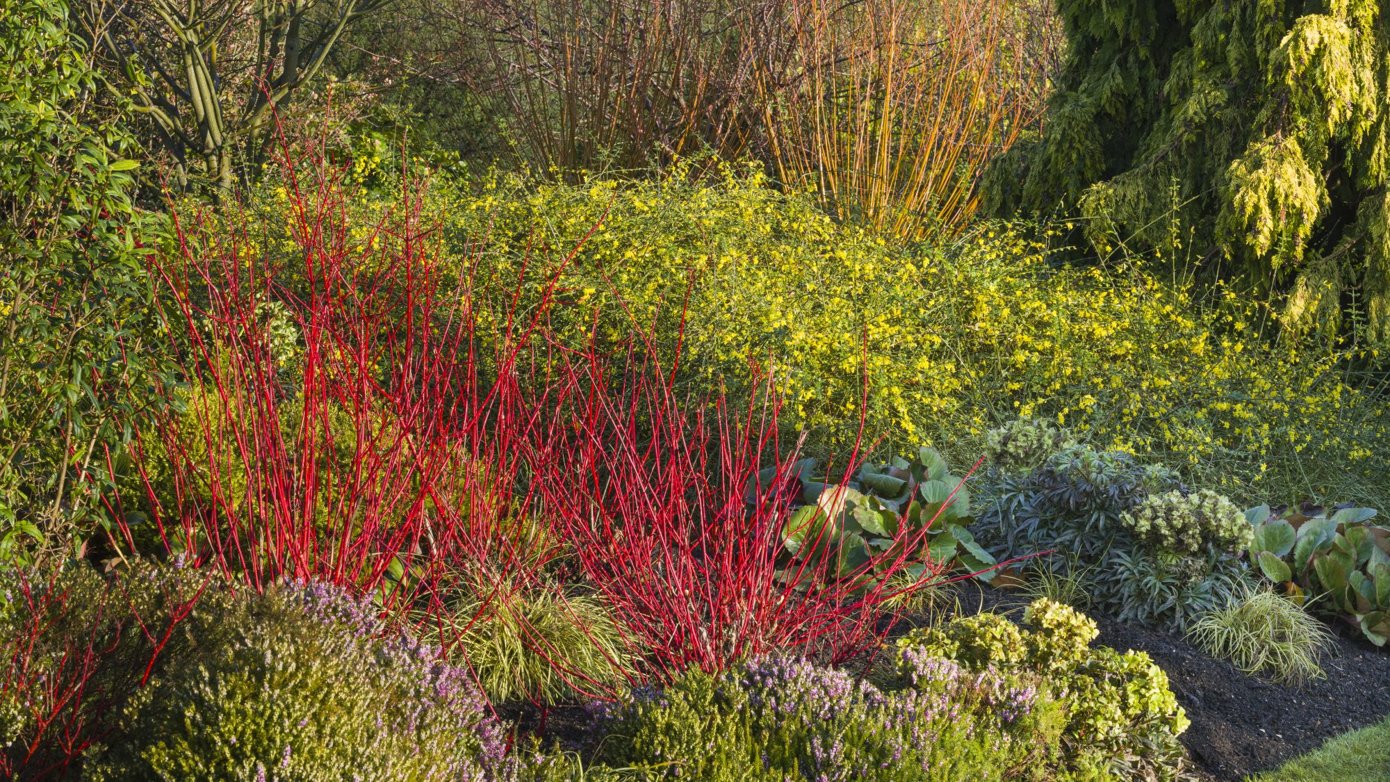 Green, red and purple shrubs