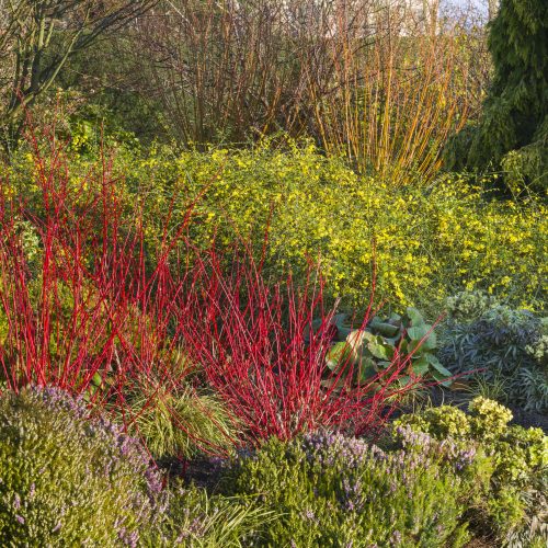 Plants for free – a guide to taking cuttings