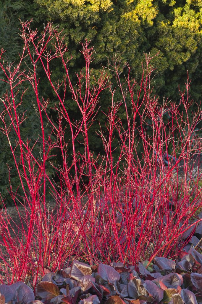 A shrub with slender red stems.
