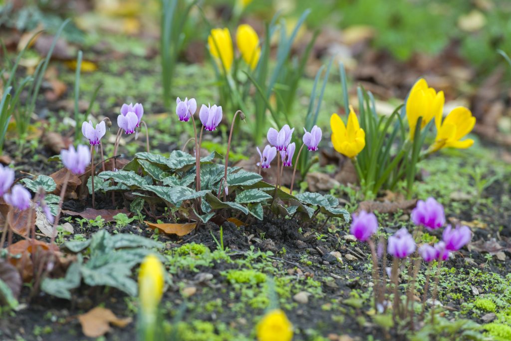 Purple cyclamen and yellow autumn daffodils in bloom in small clusters