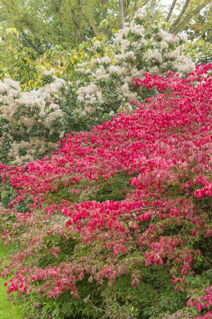 Branches of red-leaved branches of Euonymus