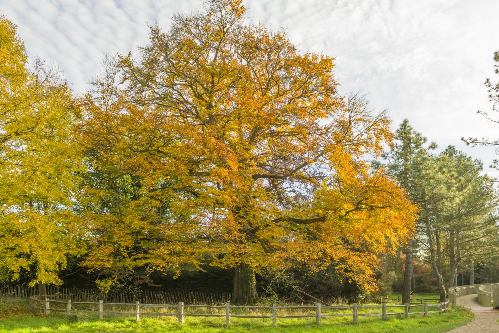 A large beech tree displaying yellow-orange Autumn foliage, surrounded by a wooden fence