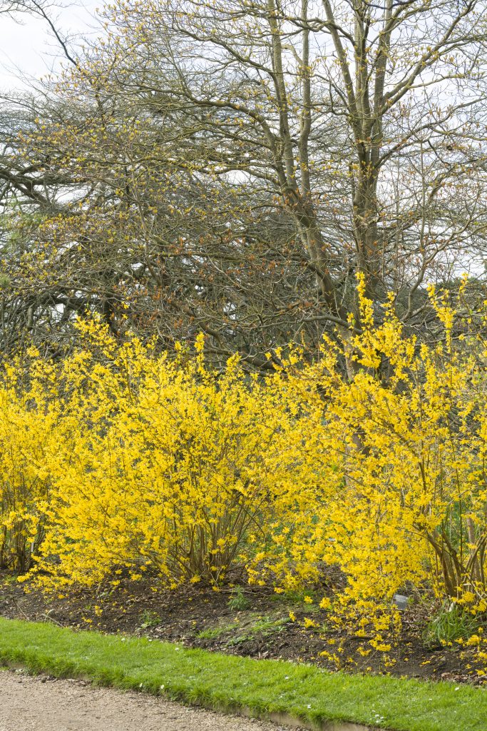 A shrub with short tubular yellow flowers.