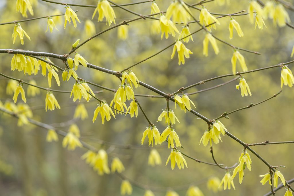 A shrub with short tubular yellow flowers.