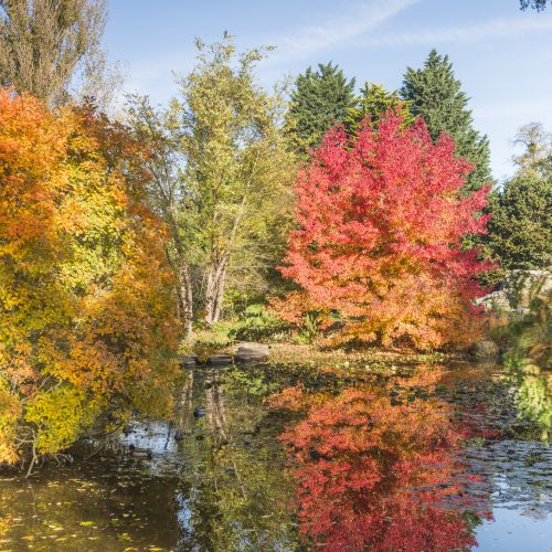Planting for Autumn Colour