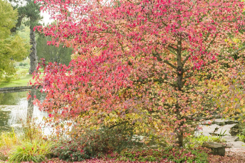 A Liquidamber tree by a lake with its leaves beginning to turn red in the Autumn