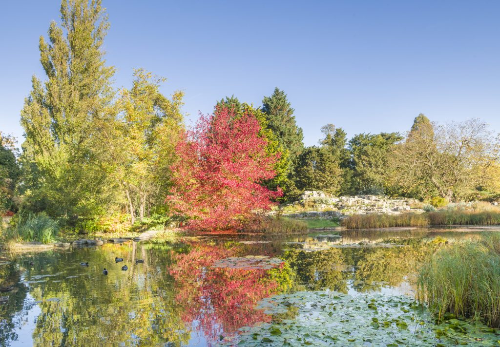 View across the Lake at CUBG to Liquidambar styraciflua 'Worplesdon' in full Autumn colour