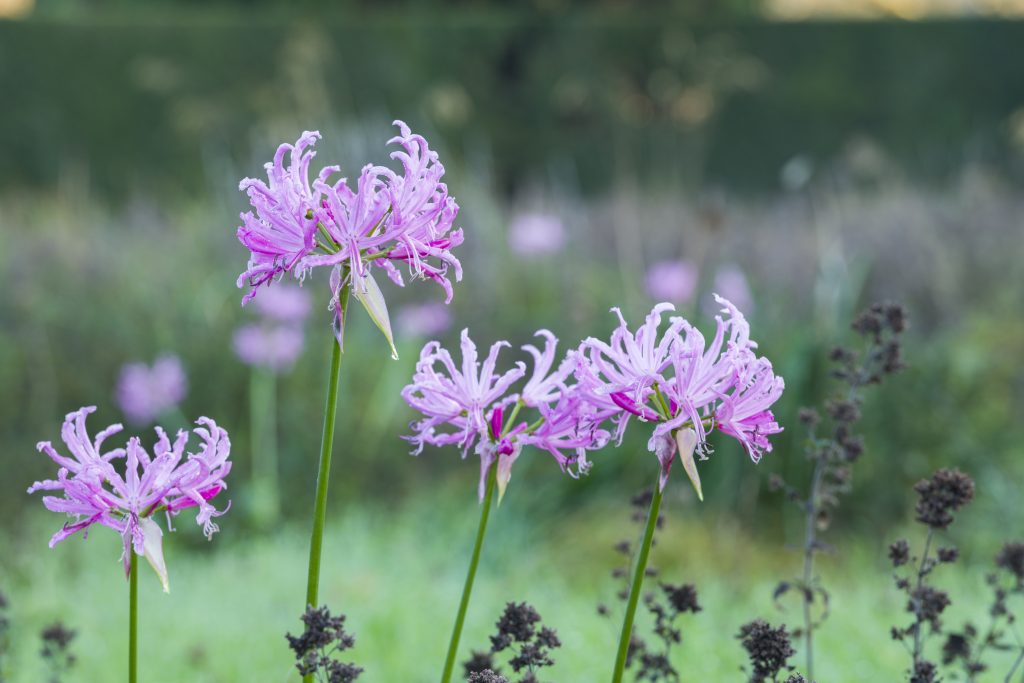 Tall leafless stems topped with the purple flowers of Nerine bowdenii