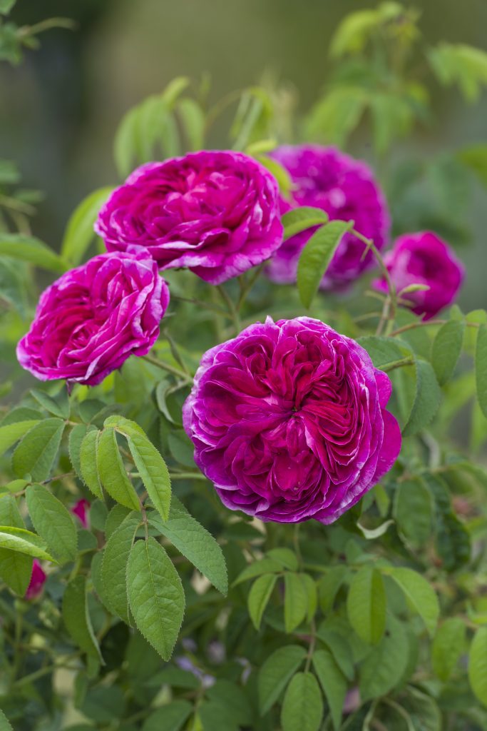 A shrub rose with magenta-pink flowers