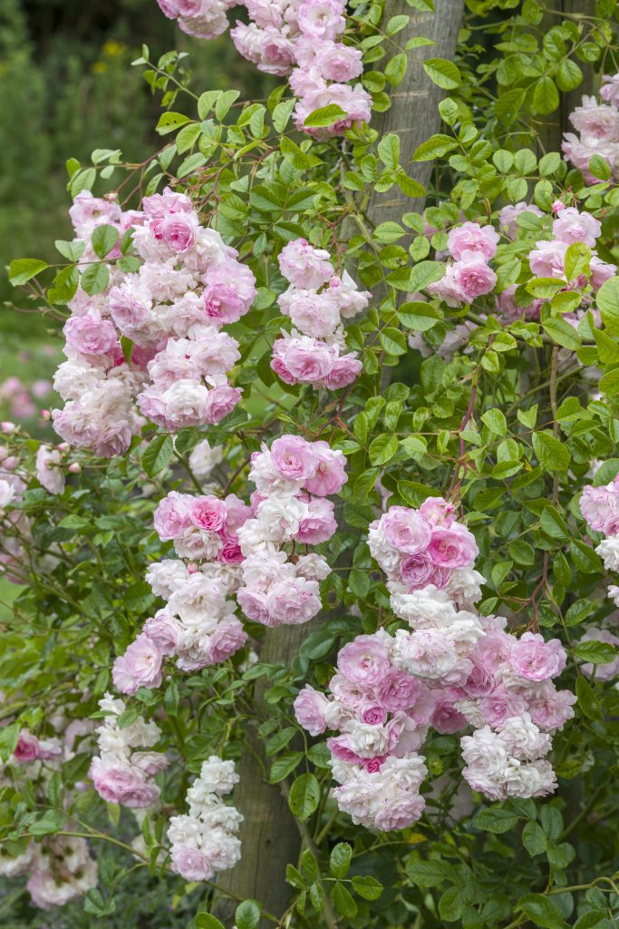 A rose bush with green foliage and clusters of pink blooms.