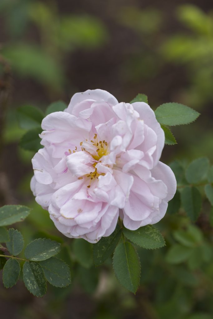 A rose shrub with a pale pink flower and yellow stamen.