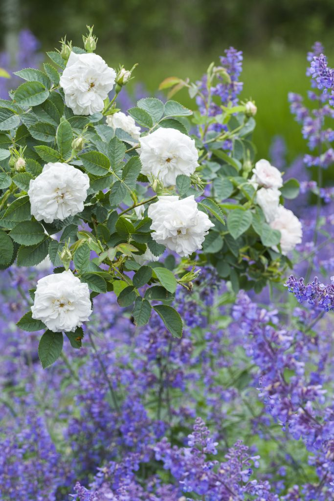 A rose shrub with white flowers and green foliage.