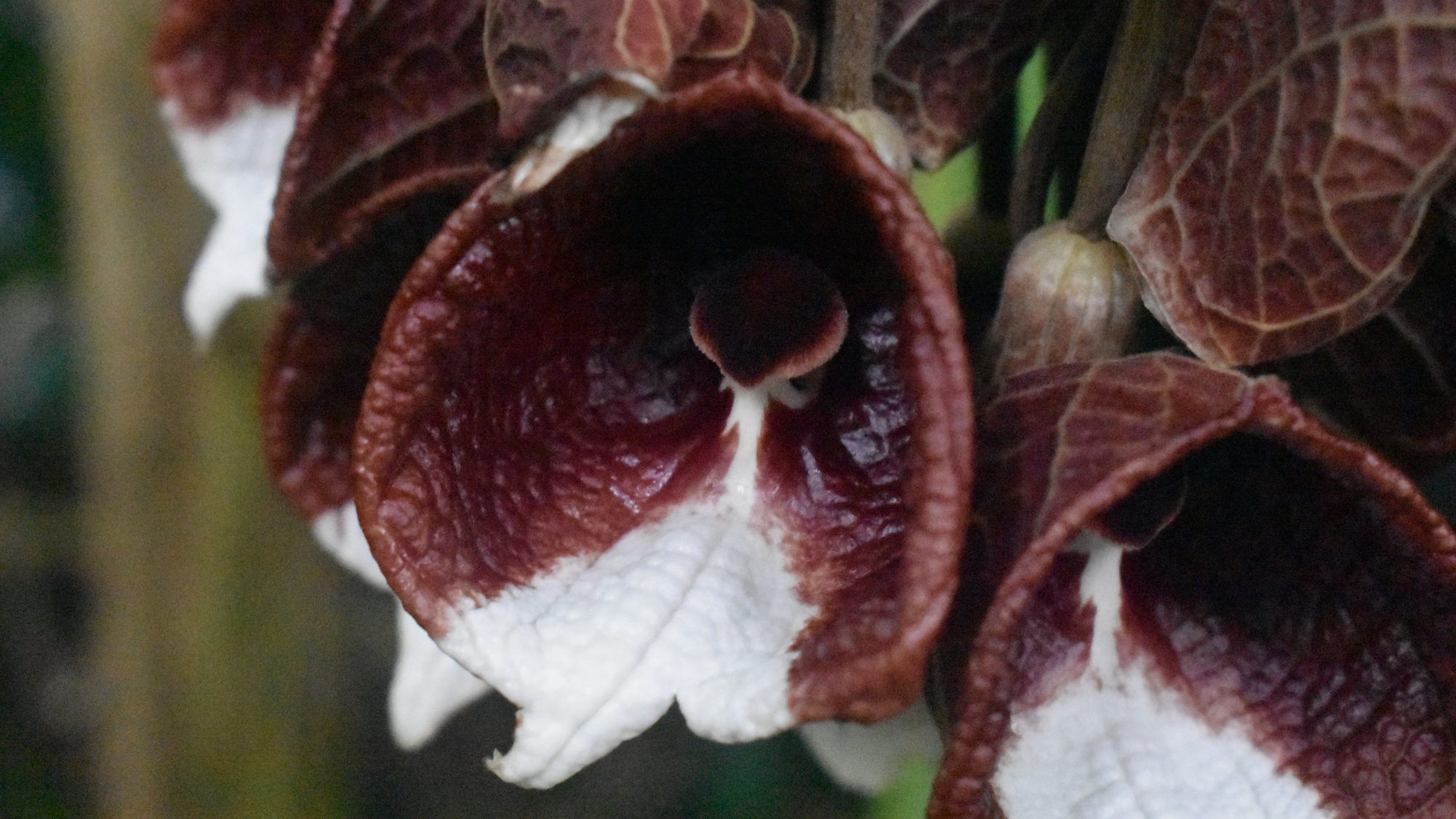 Cluster of open-faced, burgundy and white flowers.