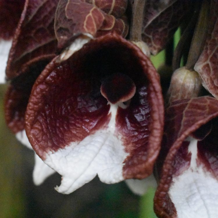 Aristolochia arborea