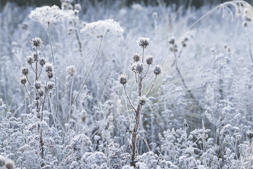 Frost covered tall plants with a spiders web.