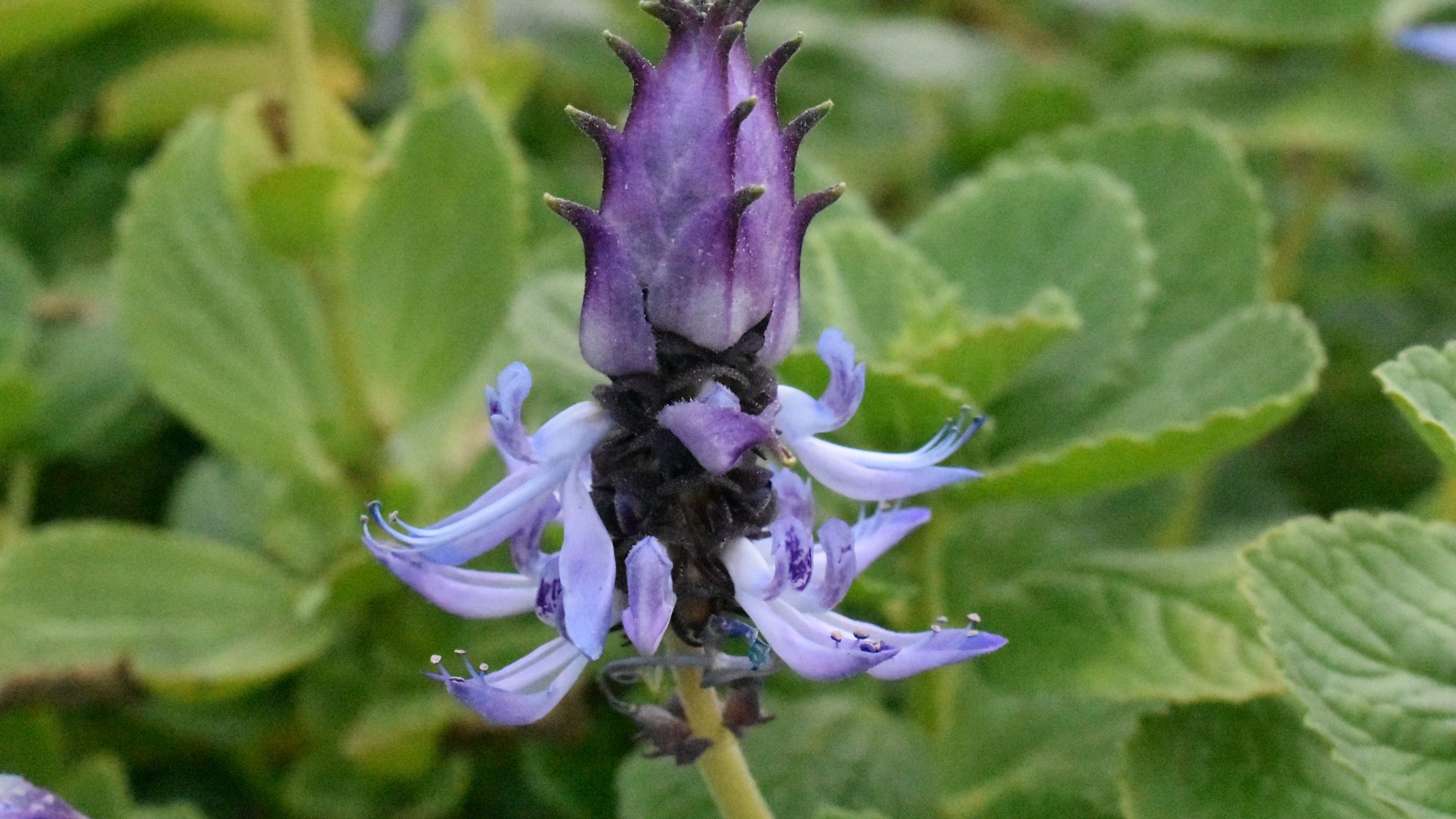 Blue flower spike.