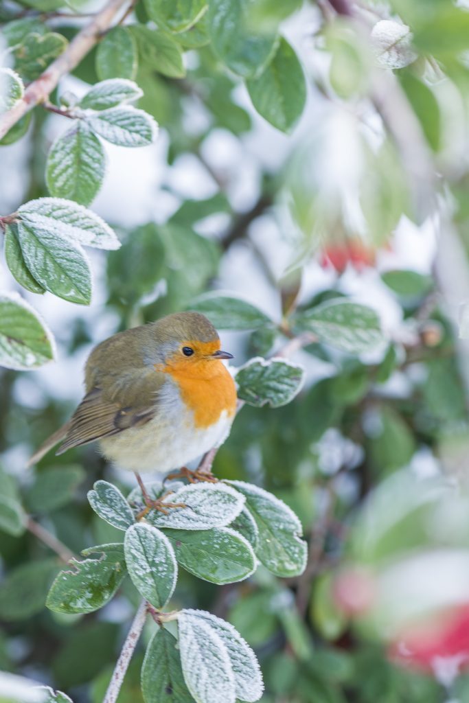 A small bird perches on a frosty branch with green leaves.