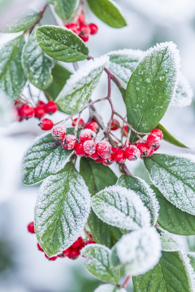 Red berries and green leaves covered in frost.