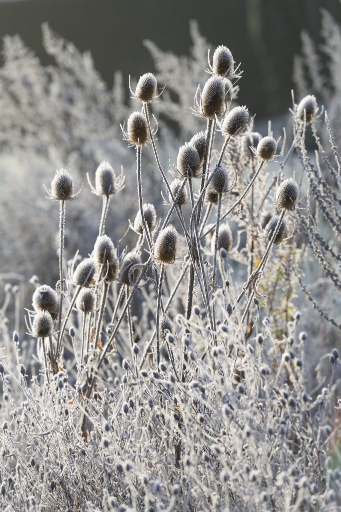 Frost covers dried plant with cone-shaped heads.