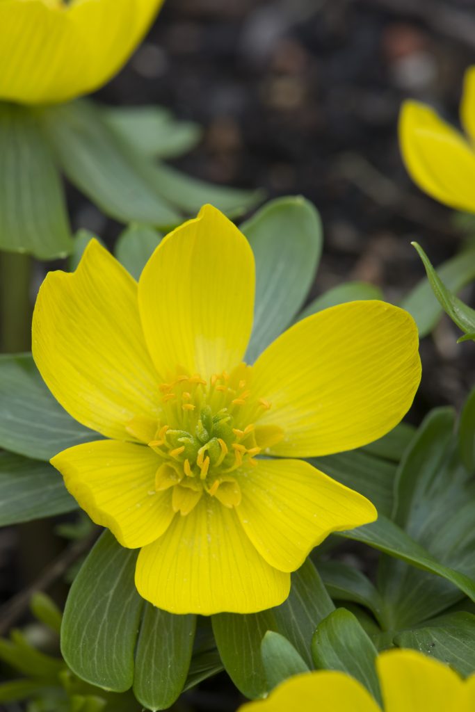 Bright yellow flower with green leaves.