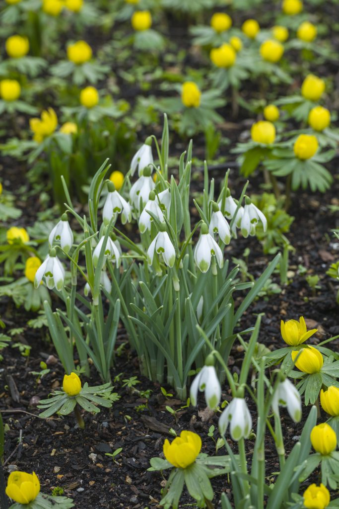 Small white flowers with tall stems grow with small yellow flowers with green leaves.