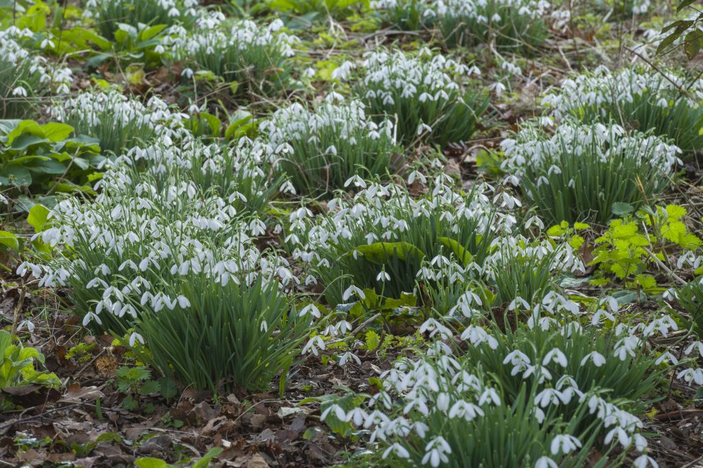 White 'snowdrop' flower with tall green stems, in clusters on woodland floor.