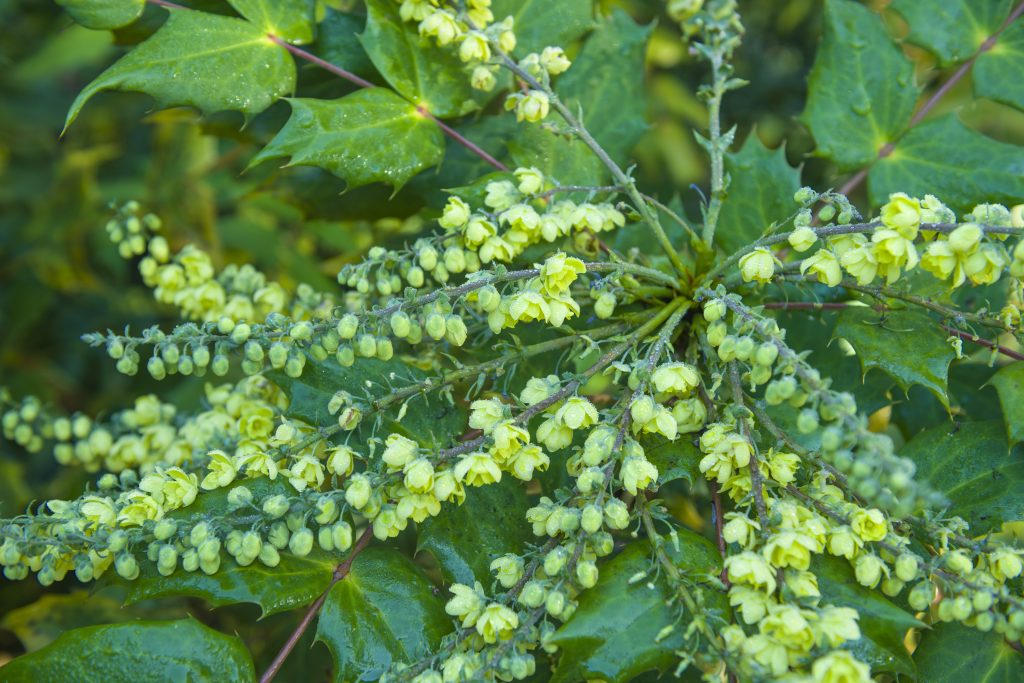 Yellow flowers in clusters of long sprays with green shrubbery.
