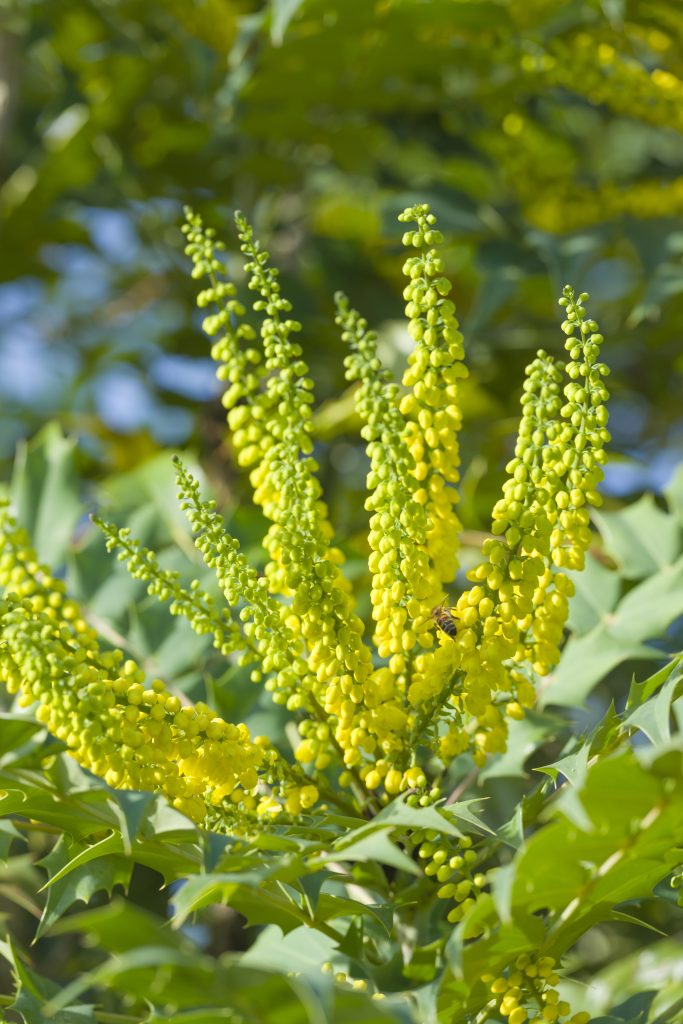 Yellow flowers in clusters of long sprays with green shrubbery.